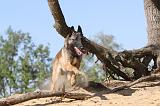 MALINOIS 172